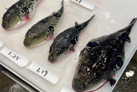 中澤水産