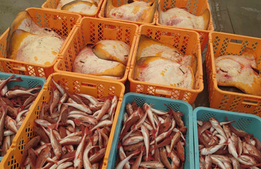 ～豊かな海が育む、最高級の魚介類～